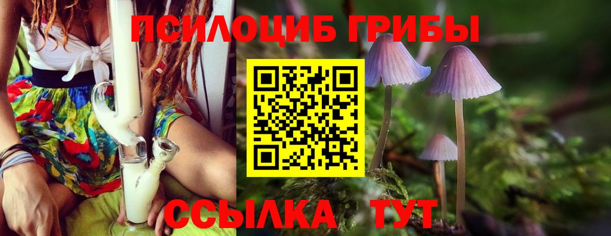 Псилоцибиновые грибы Psilocybine cubensis Губкинский